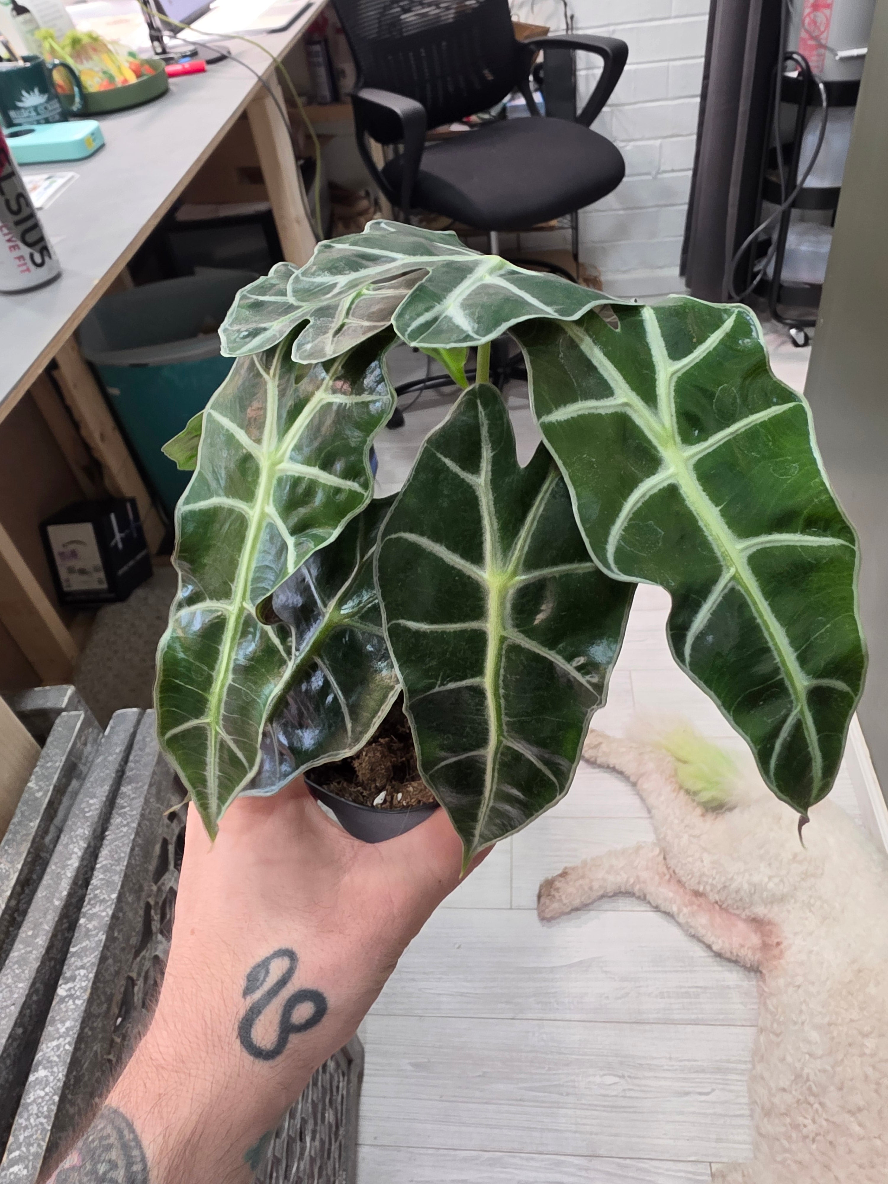 Alocasia Polly