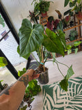 Philodendron Pastazanum x Radiatum