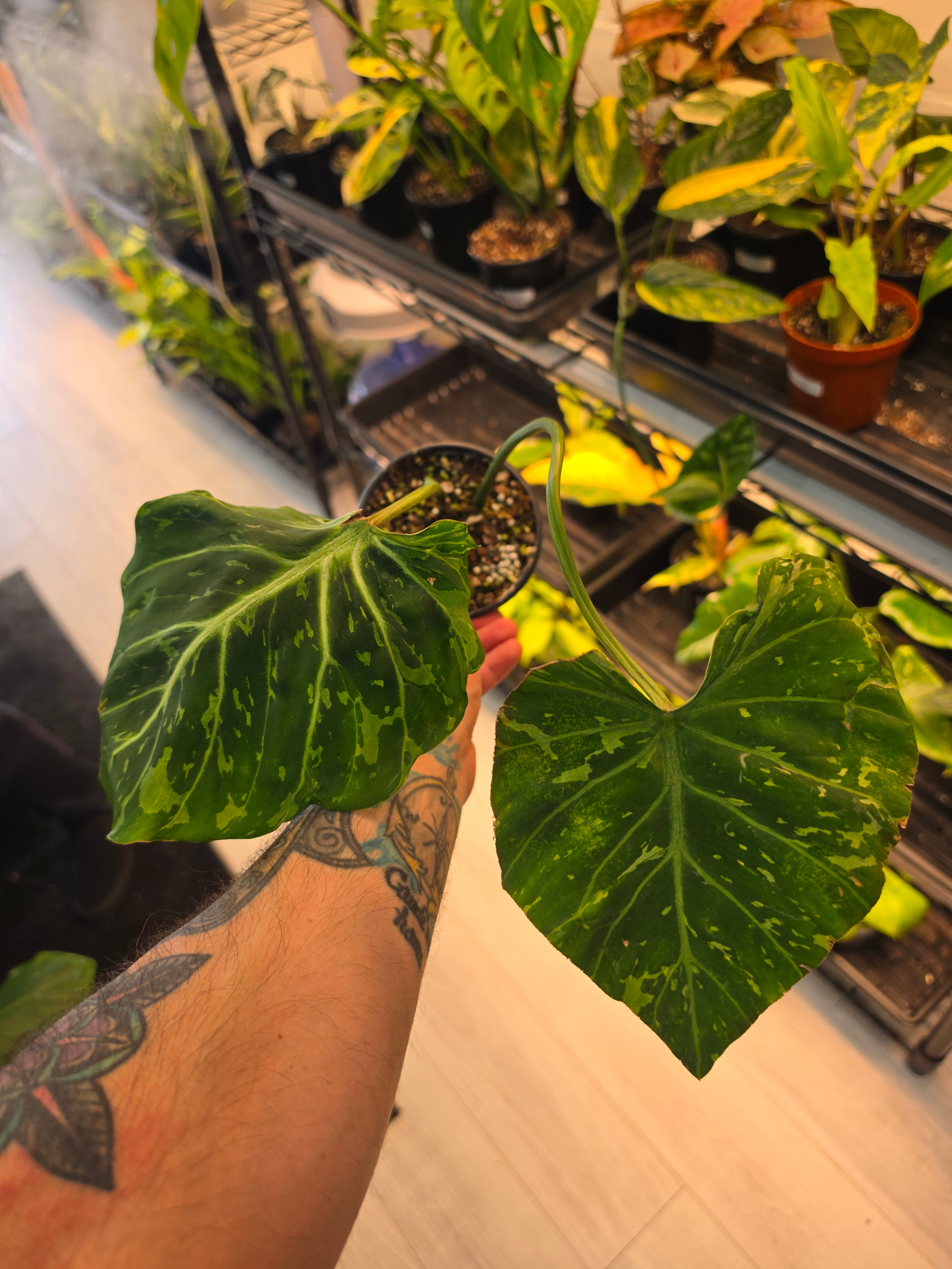 Philodendron Gloriosum Snow Leopard