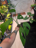 Monstera Obliqua Species Columbia