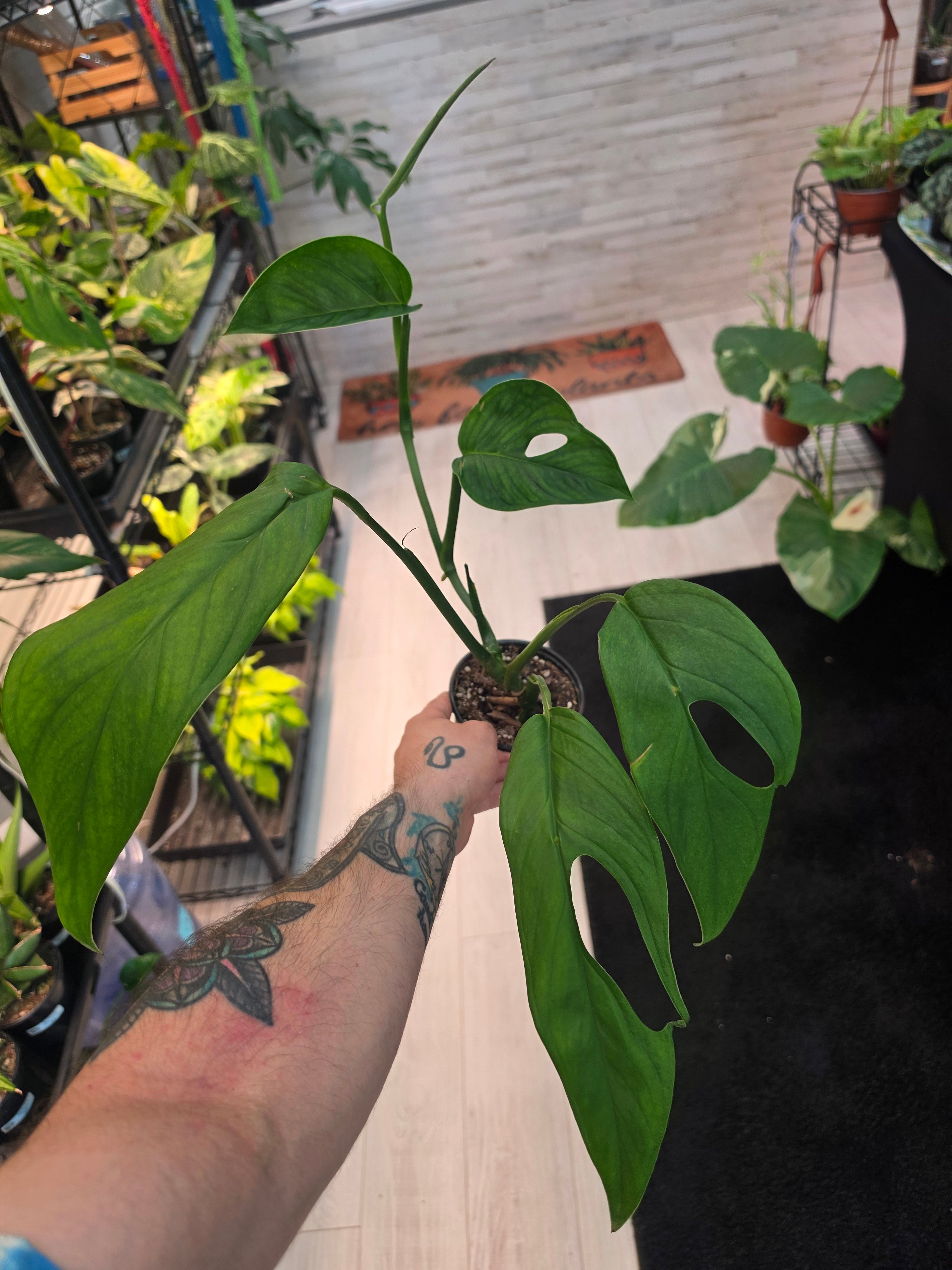 Monstera Obliqua Species Columbia