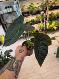 Alocasia Golden Bone