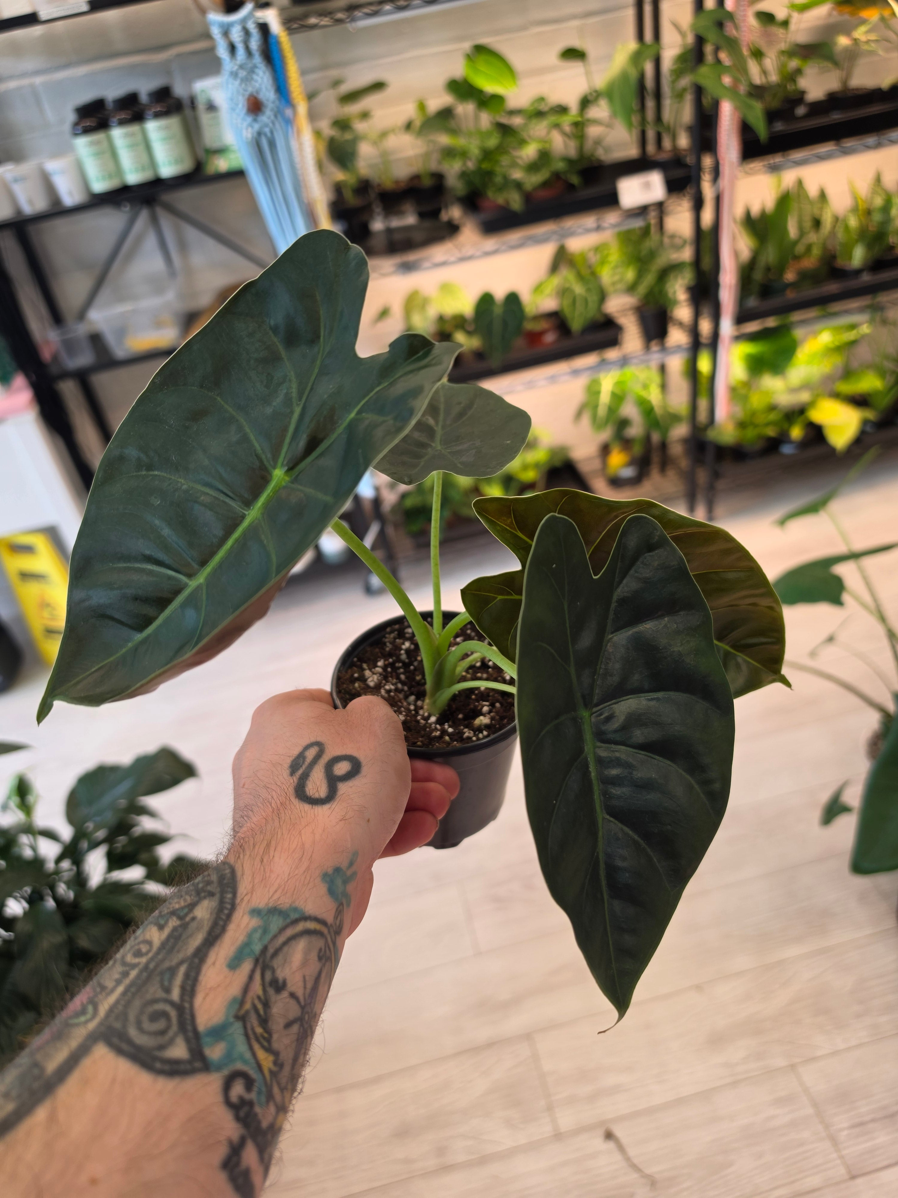 Alocasia Golden Bone