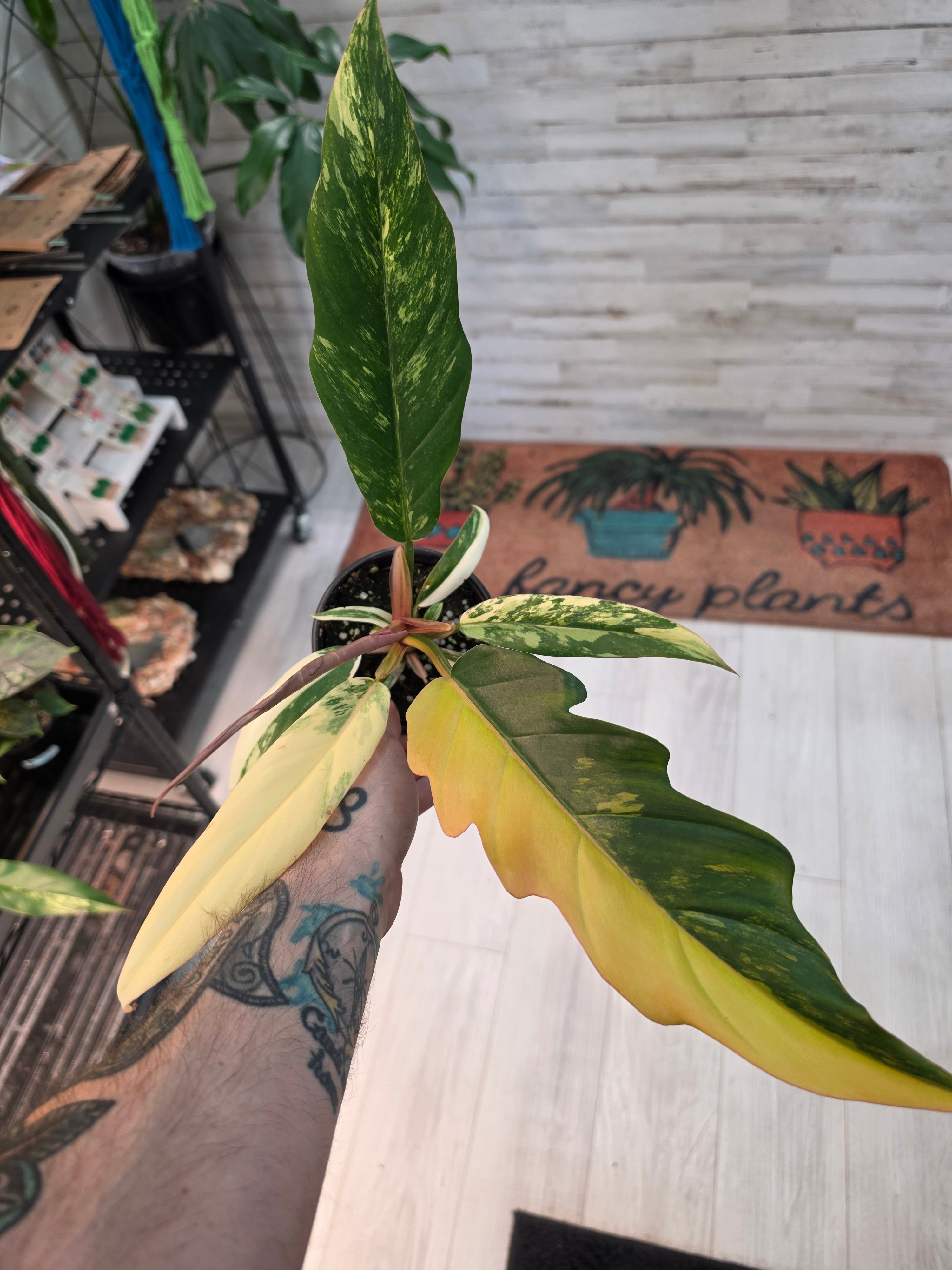 Philodendron Caramel Marble