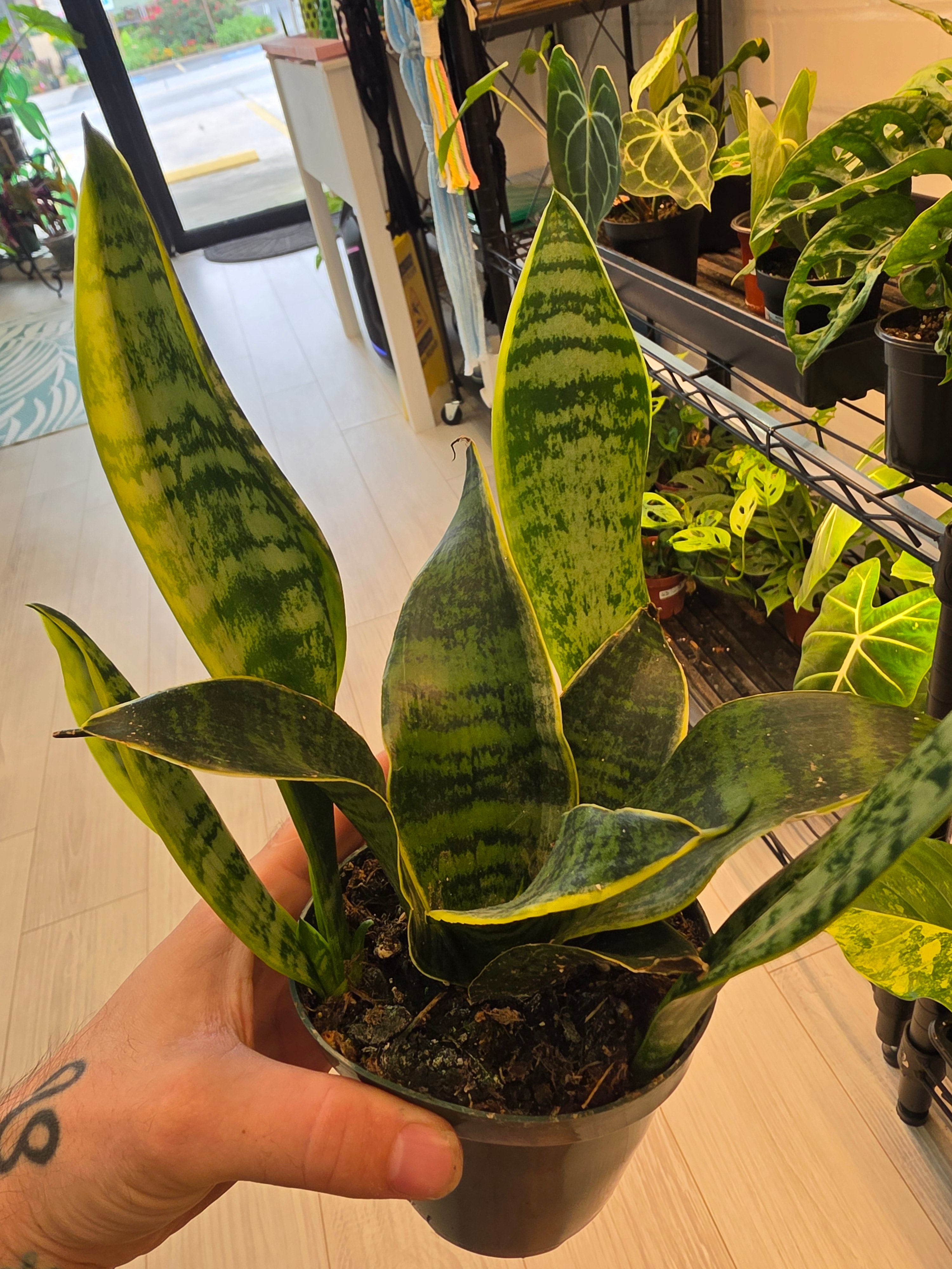 Regular Snake Plant