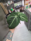 Anthurium Villenaorum Croat
