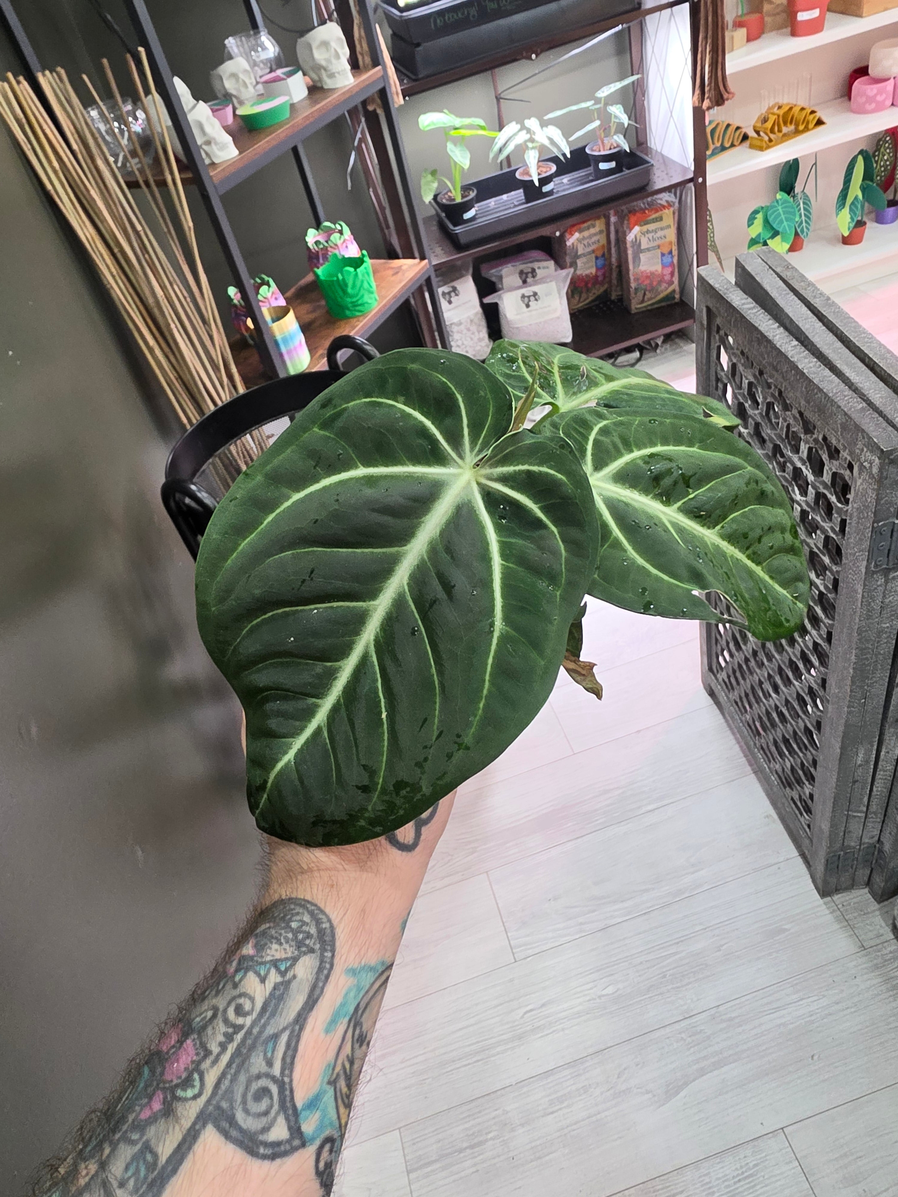 Anthurium Villenaorum Croat