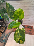 Philodendron White Princess Aurea