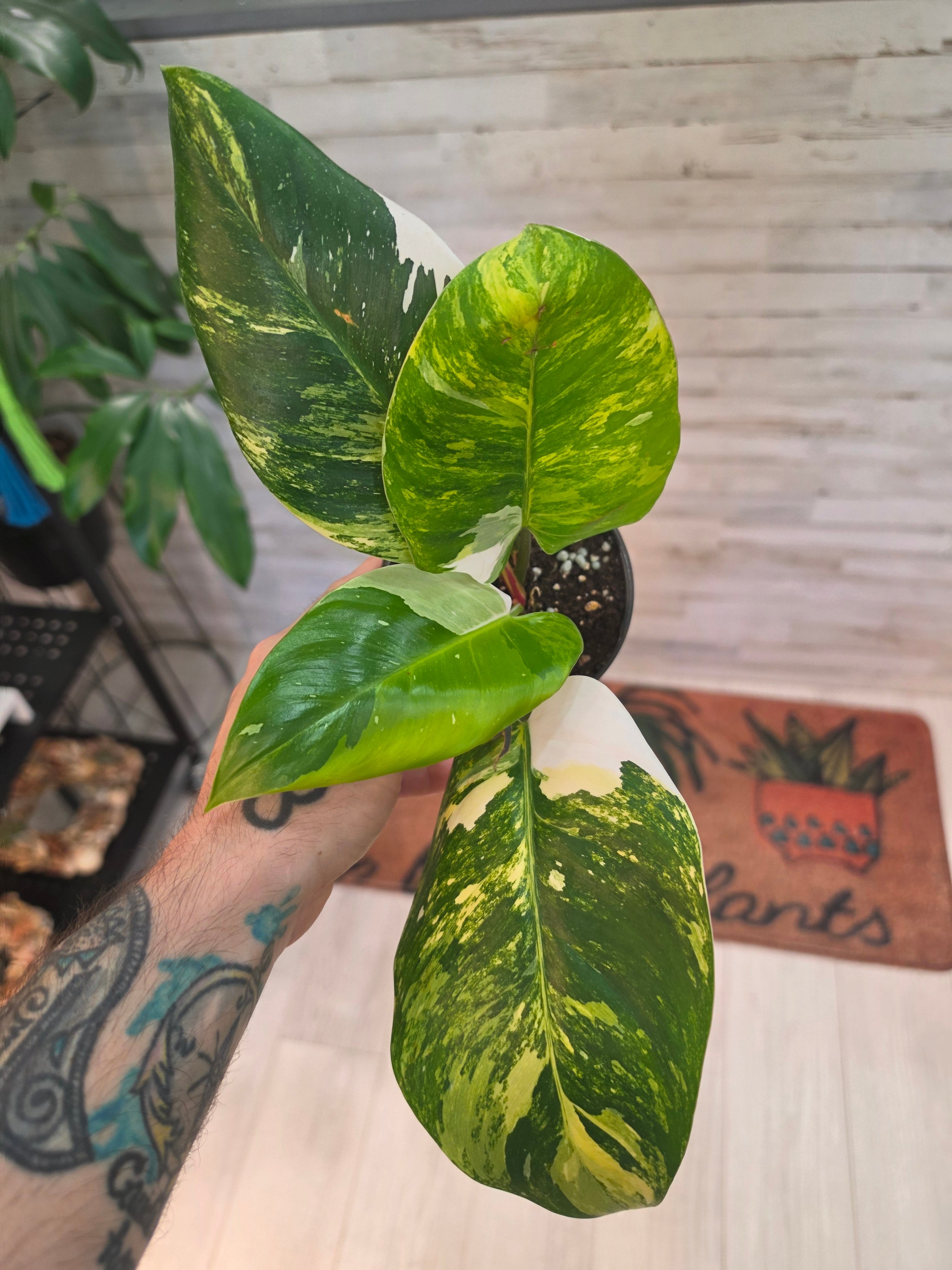 Philodendron White Princess Aurea