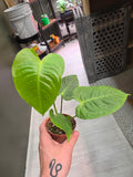 Anthurium Veitchii