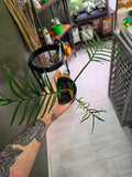 Philodendron Tortum