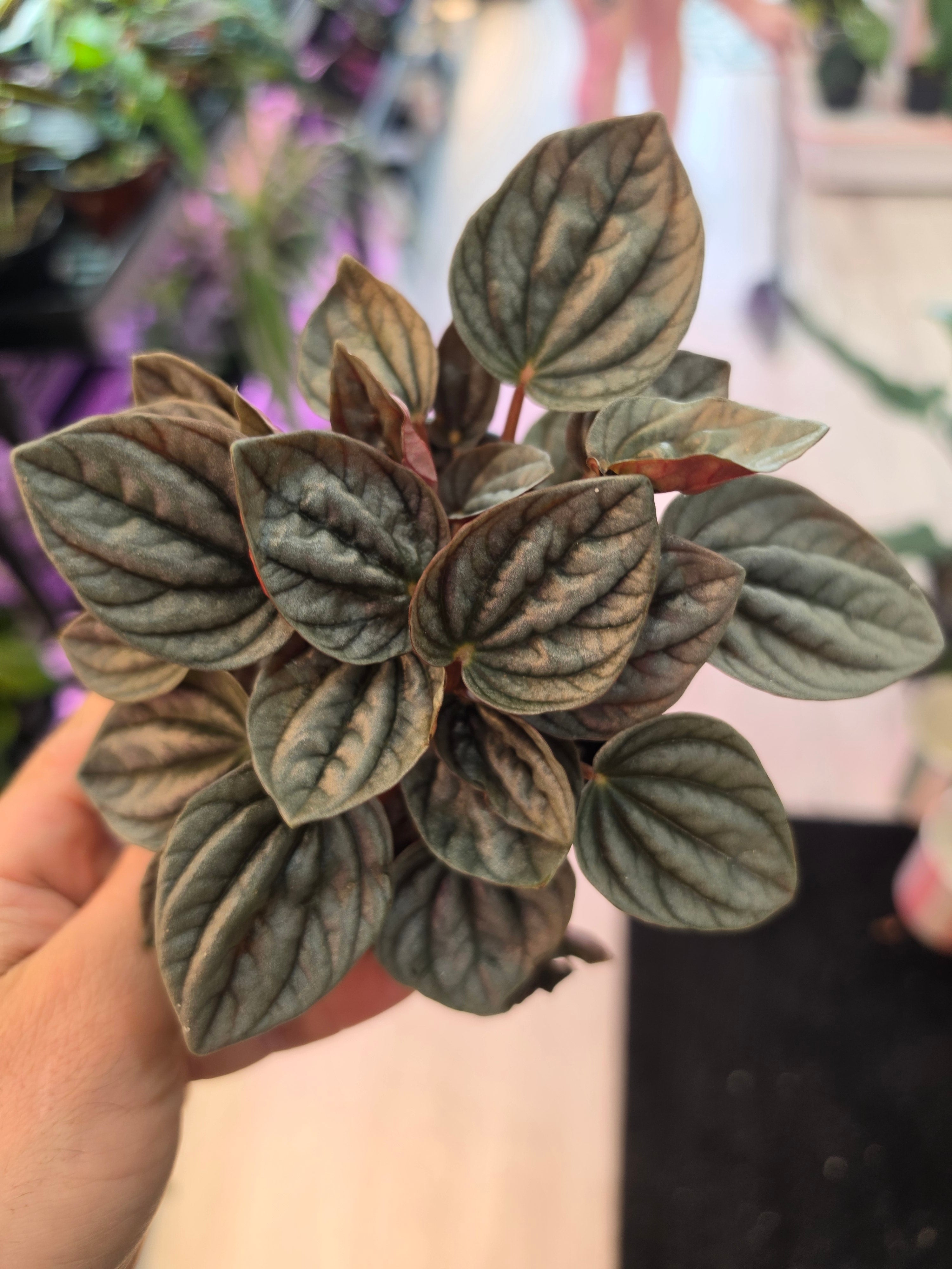 Peperomia Grey Luna
