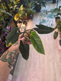 Alocasia Scalprum