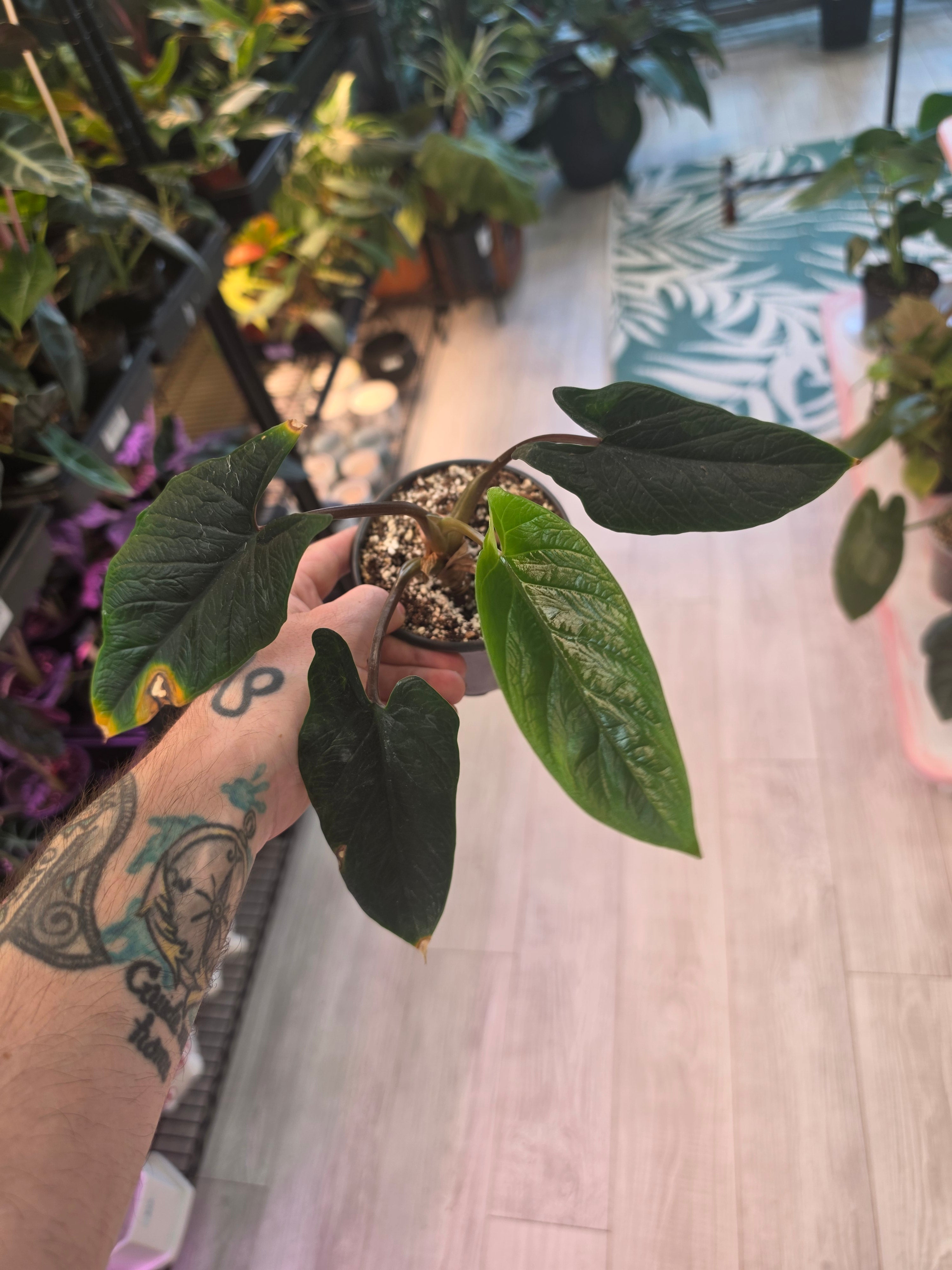 Alocasia Scalprum