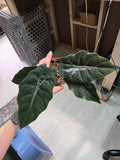 Alocasia Chantrieri