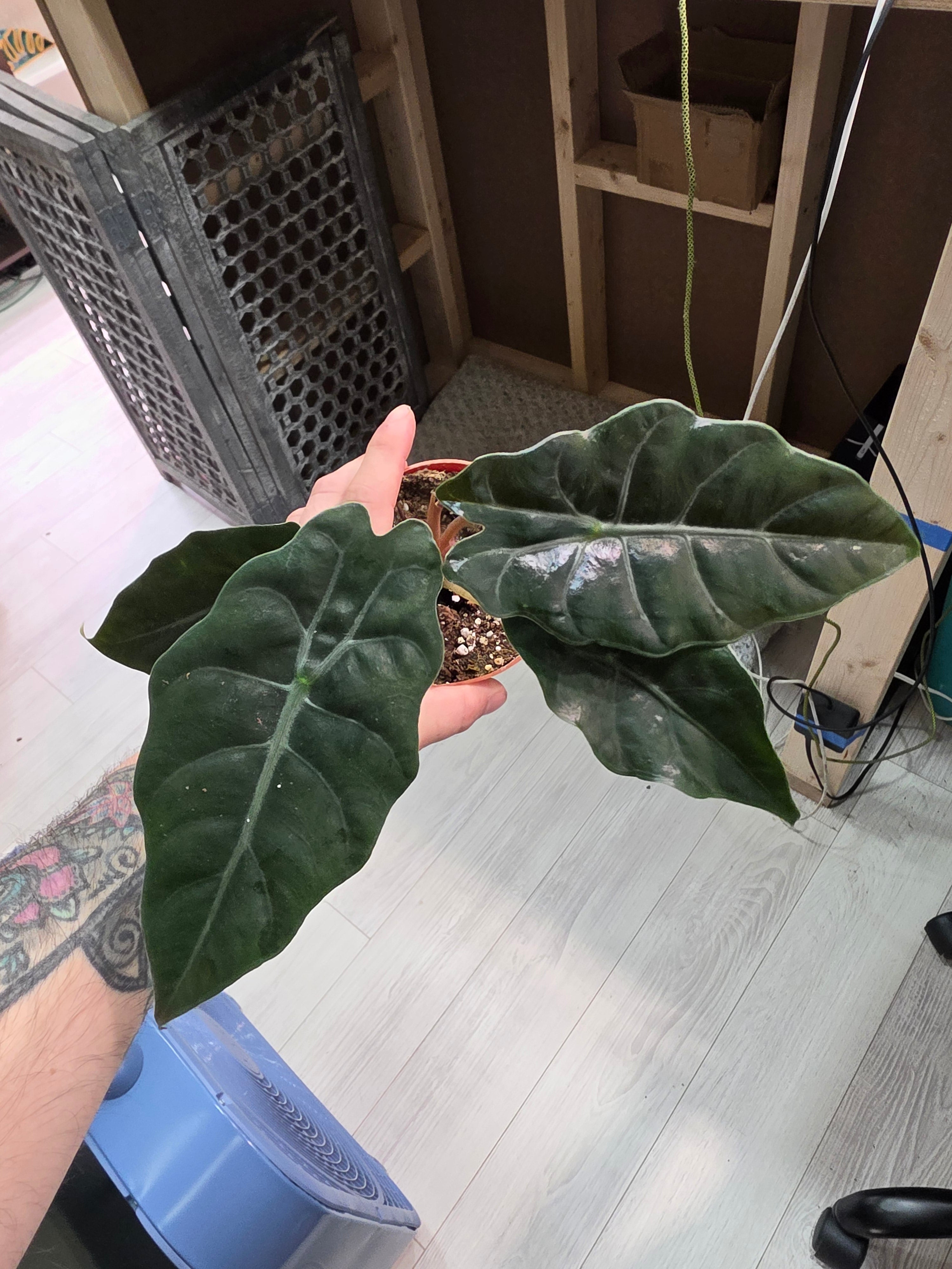 Alocasia Chantrieri