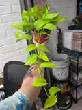Neon Pothos