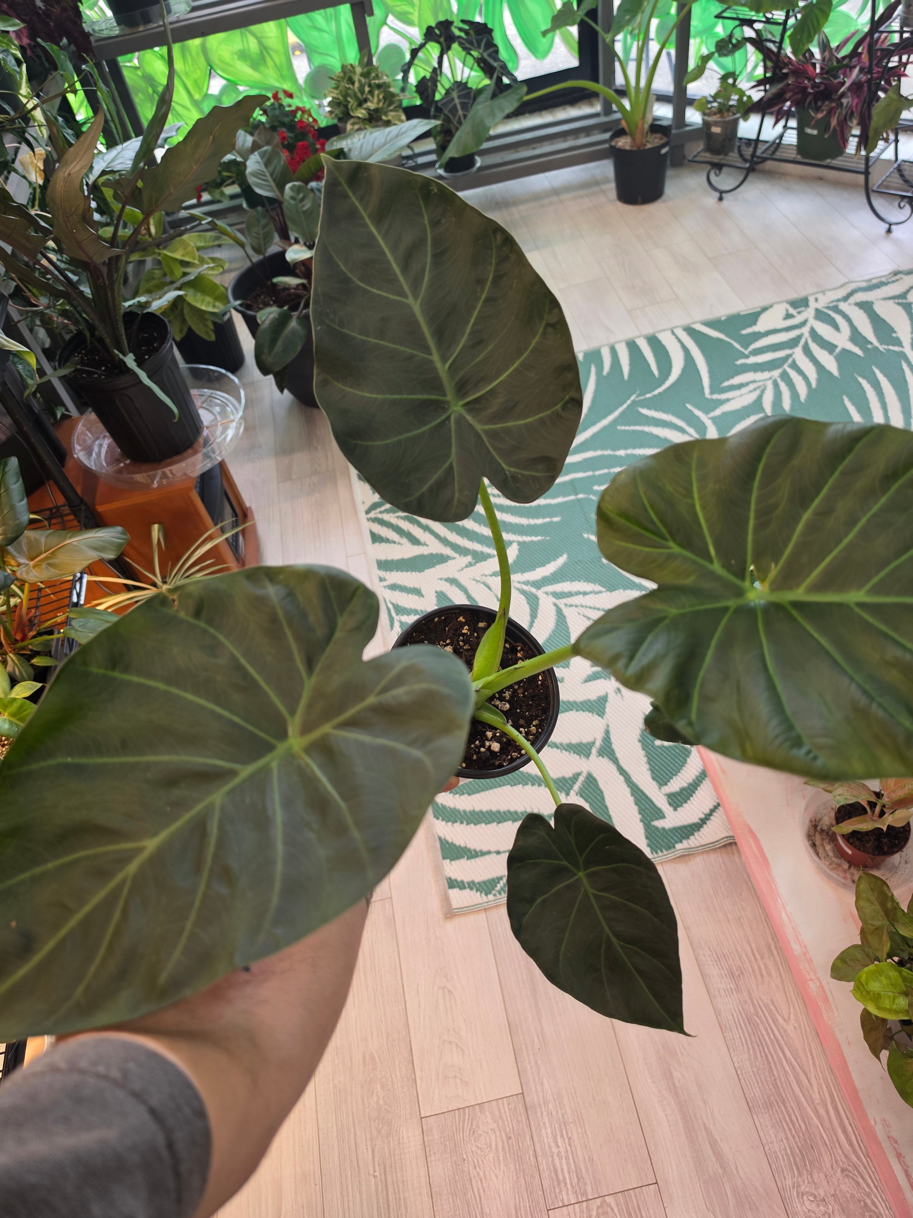 Alocasia Regal Shield