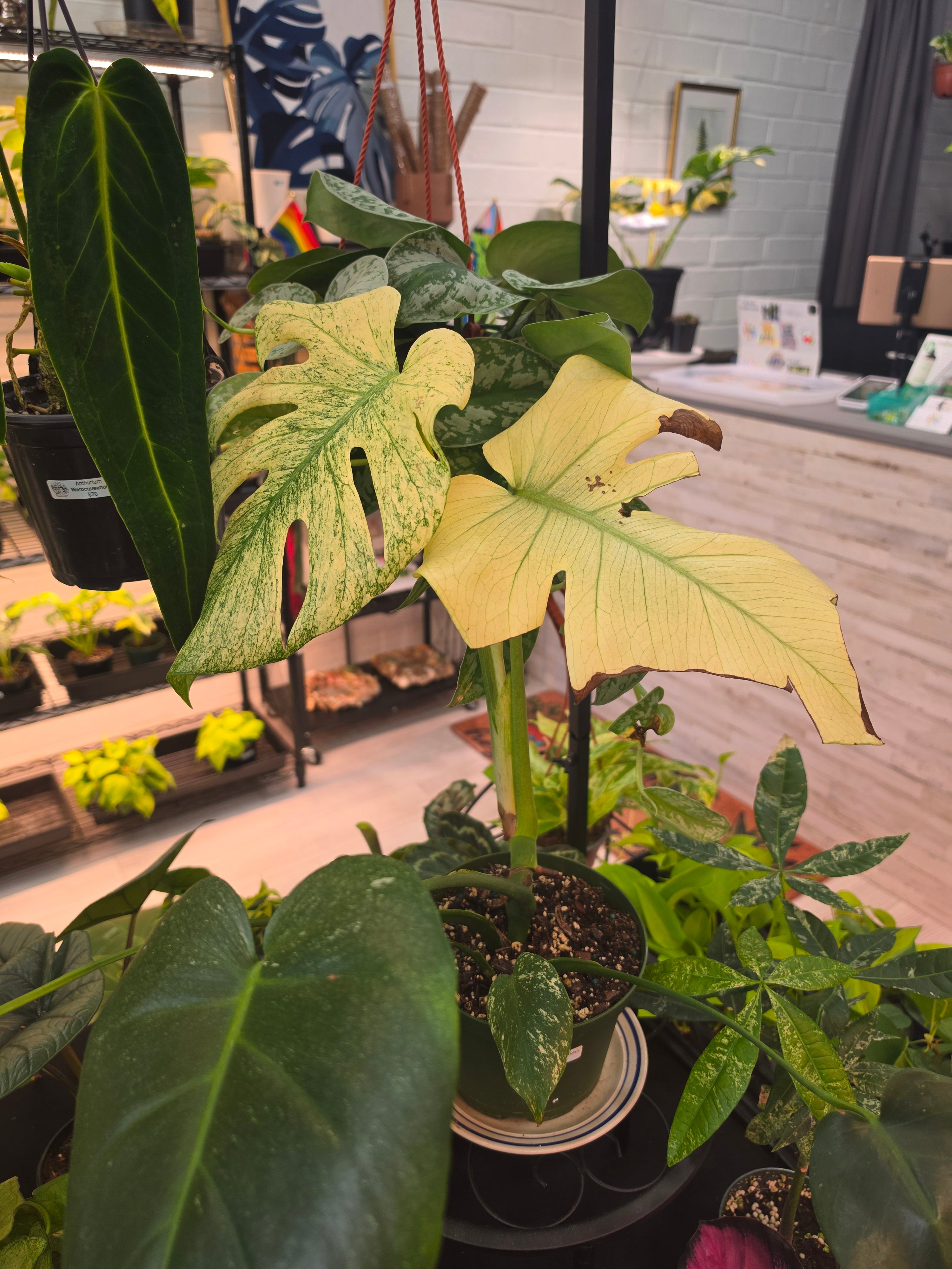 Monstera Mint