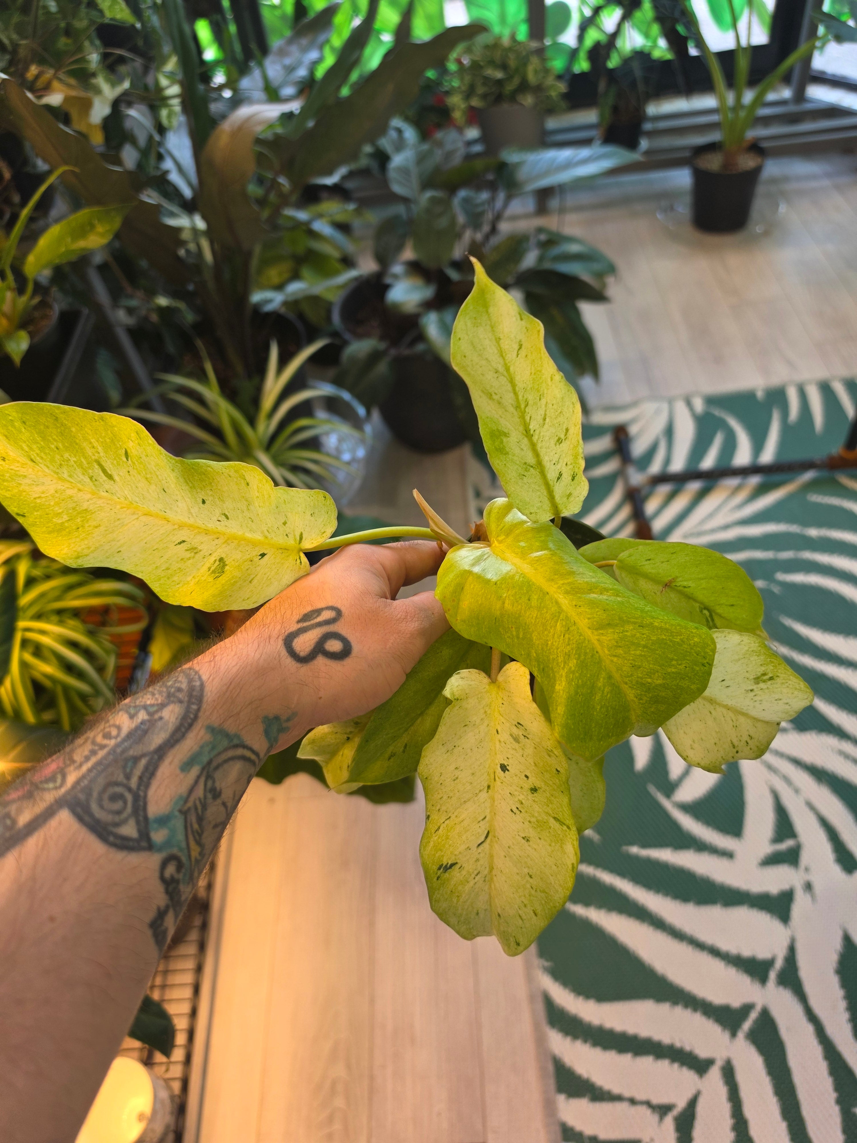 Philodendron Snowdrift