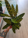 Calathea Rattlesnake
