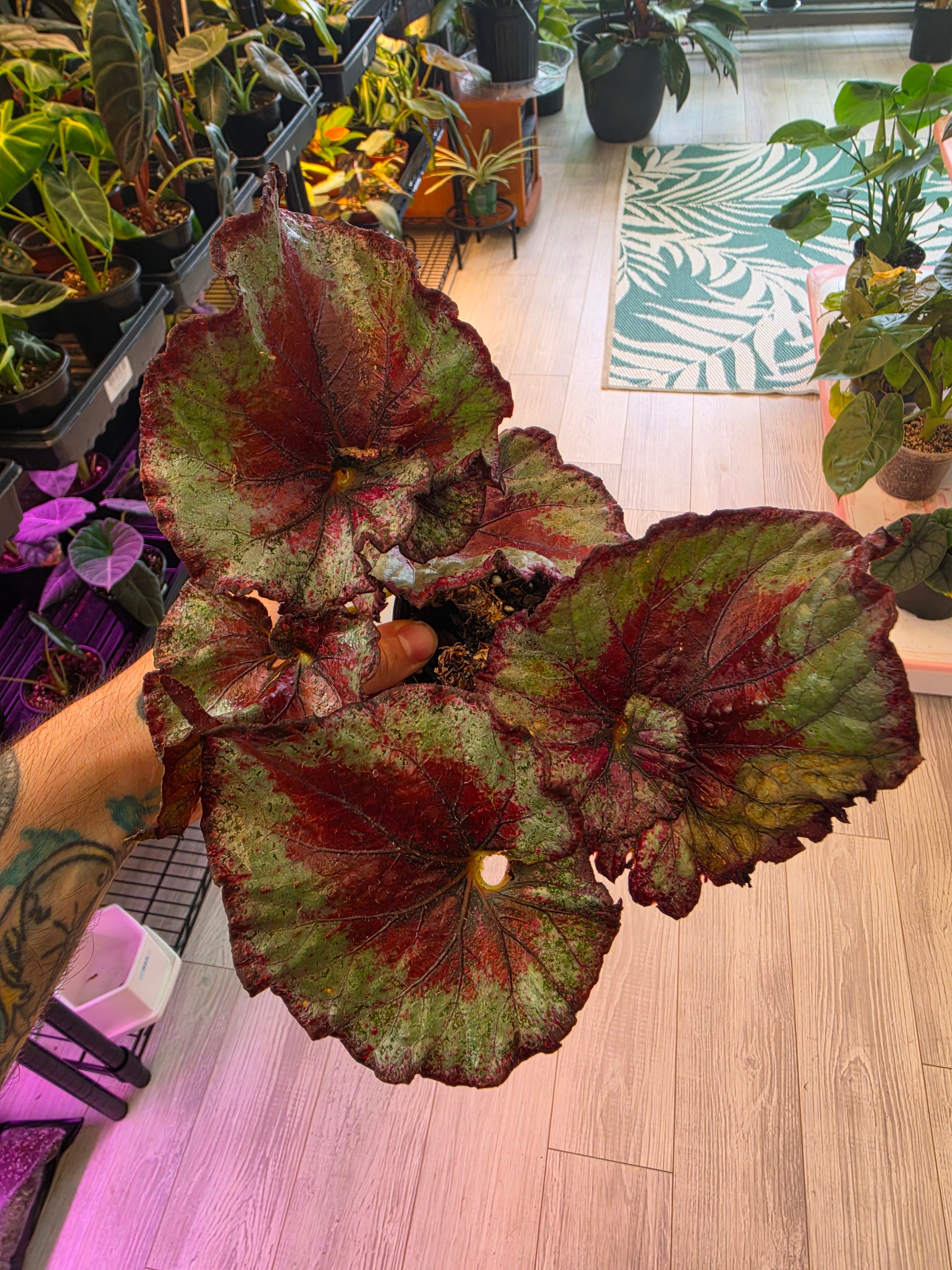 Begonia Rex Fancy Hybrid