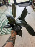 Ficus Burgundy