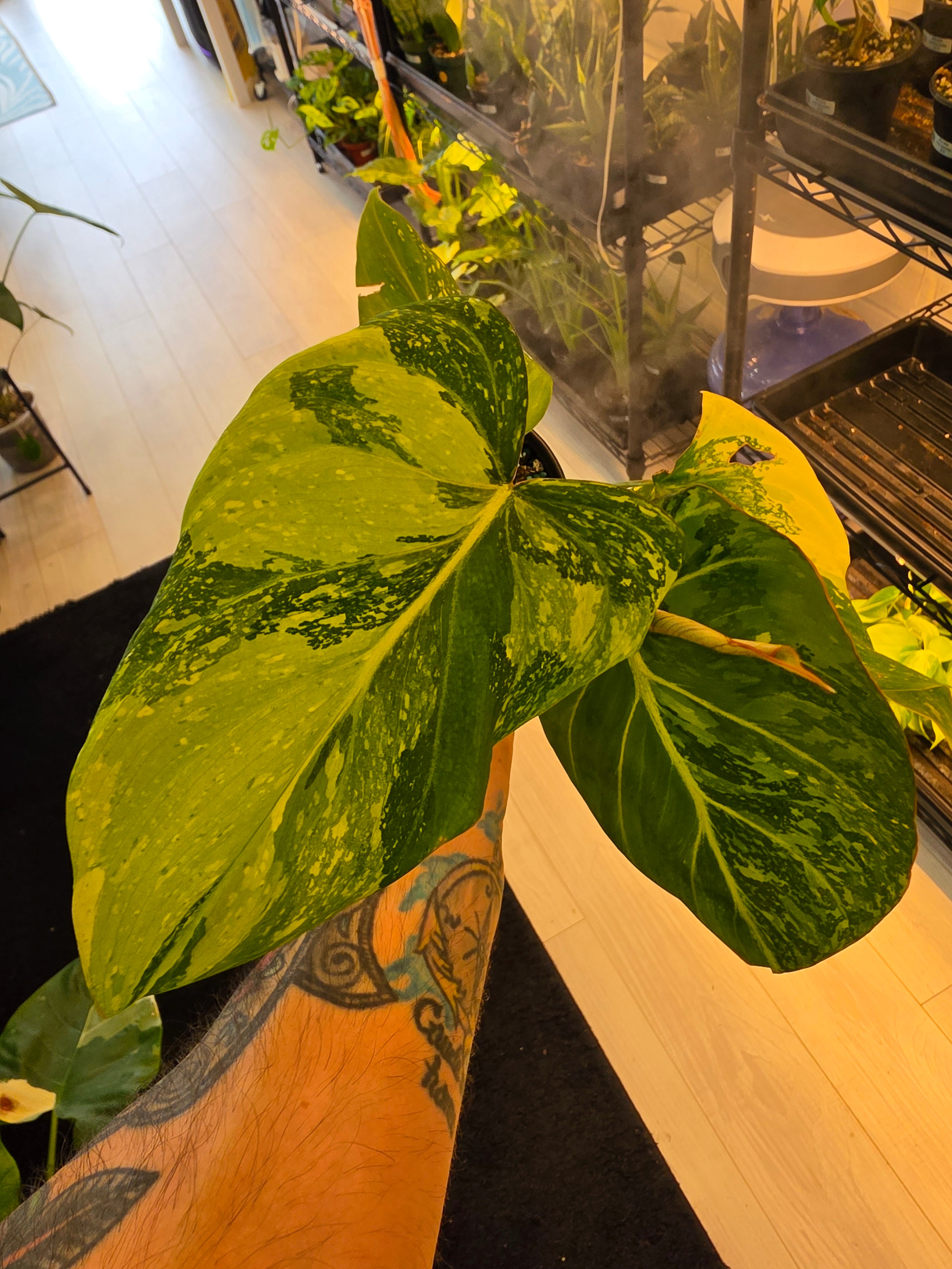 Philodendron Gloriosum Tricolor