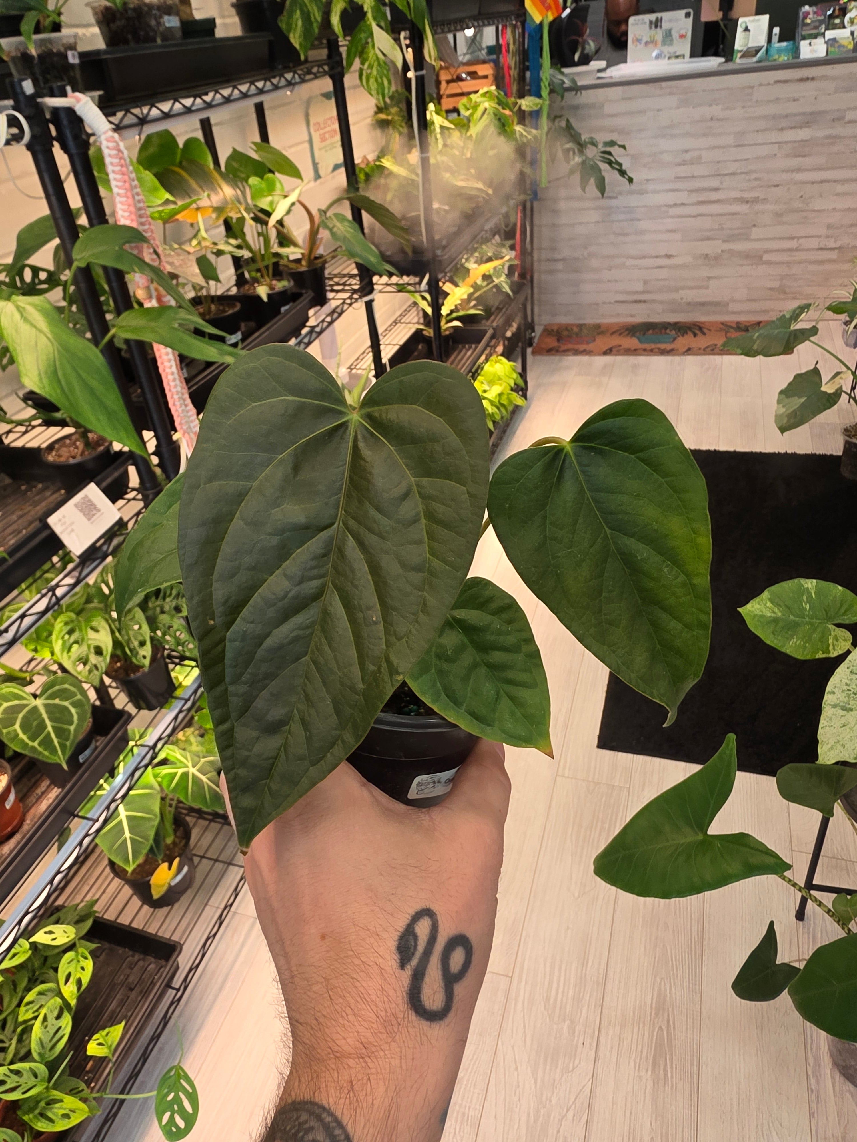 Anthurium Queen of Hearts