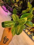 Philodendron Birkin