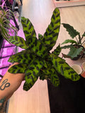 Calathea Rattlesnake
