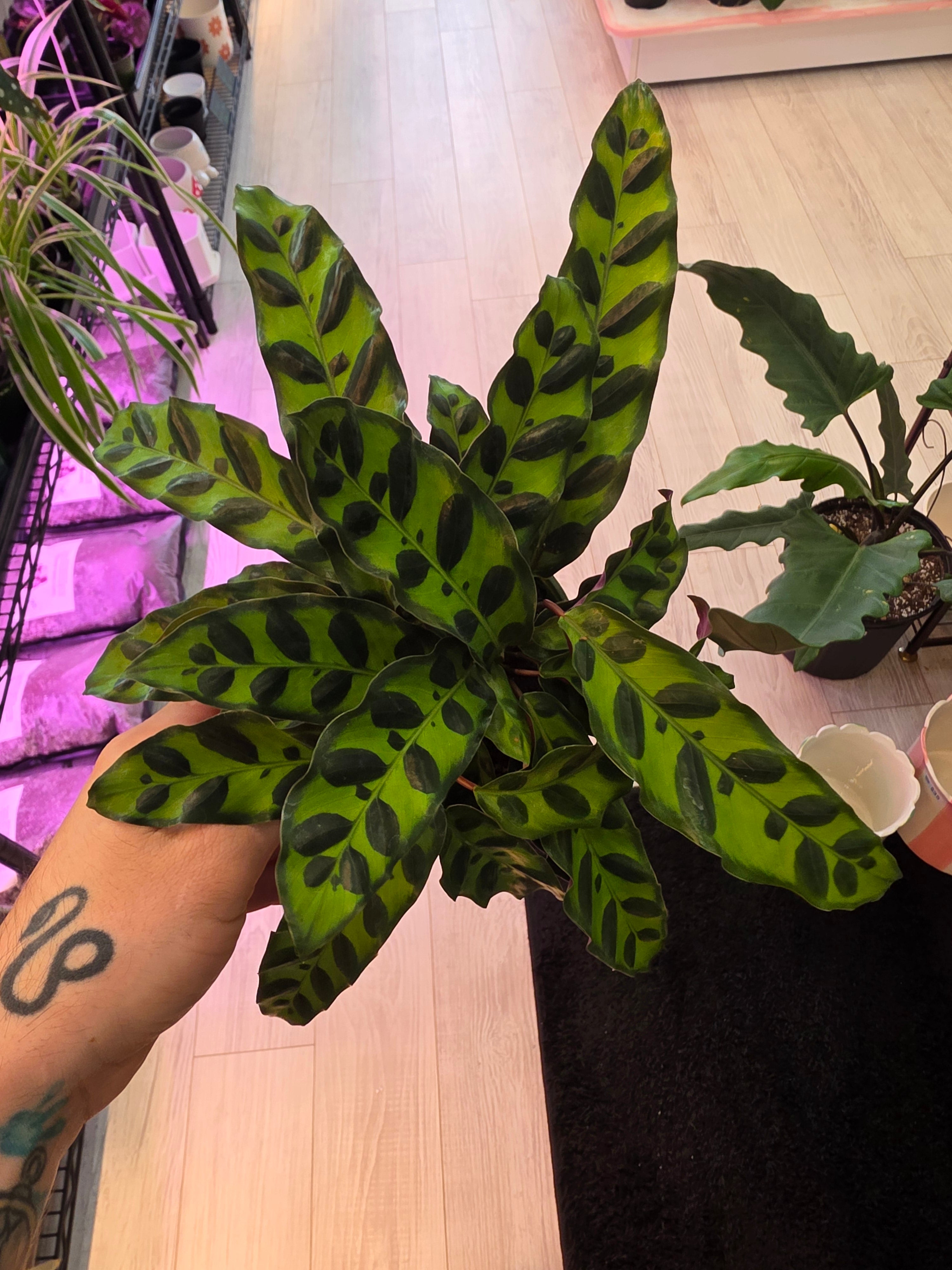 Calathea Rattlesnake