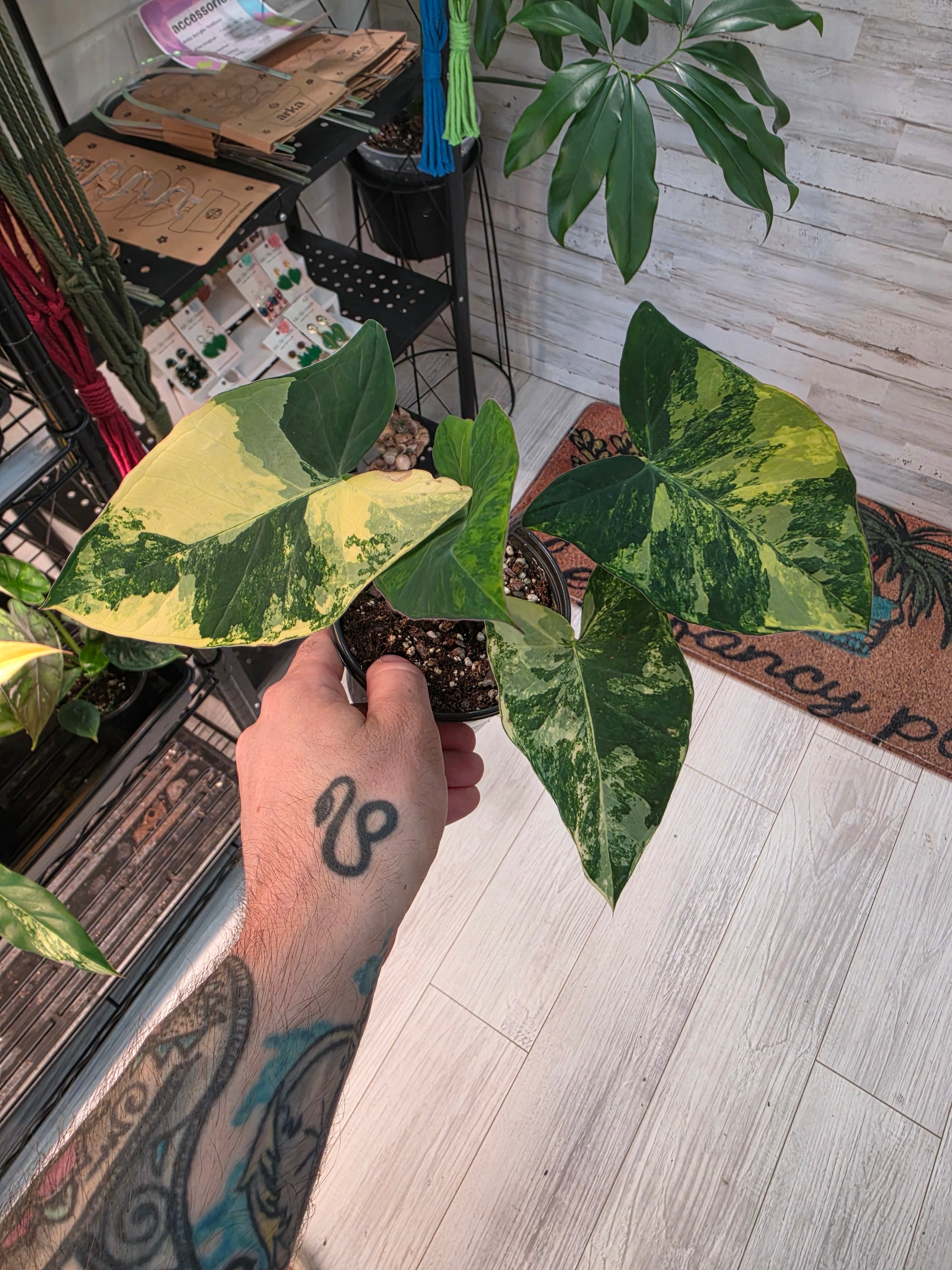 Alocasia Frozen Planet