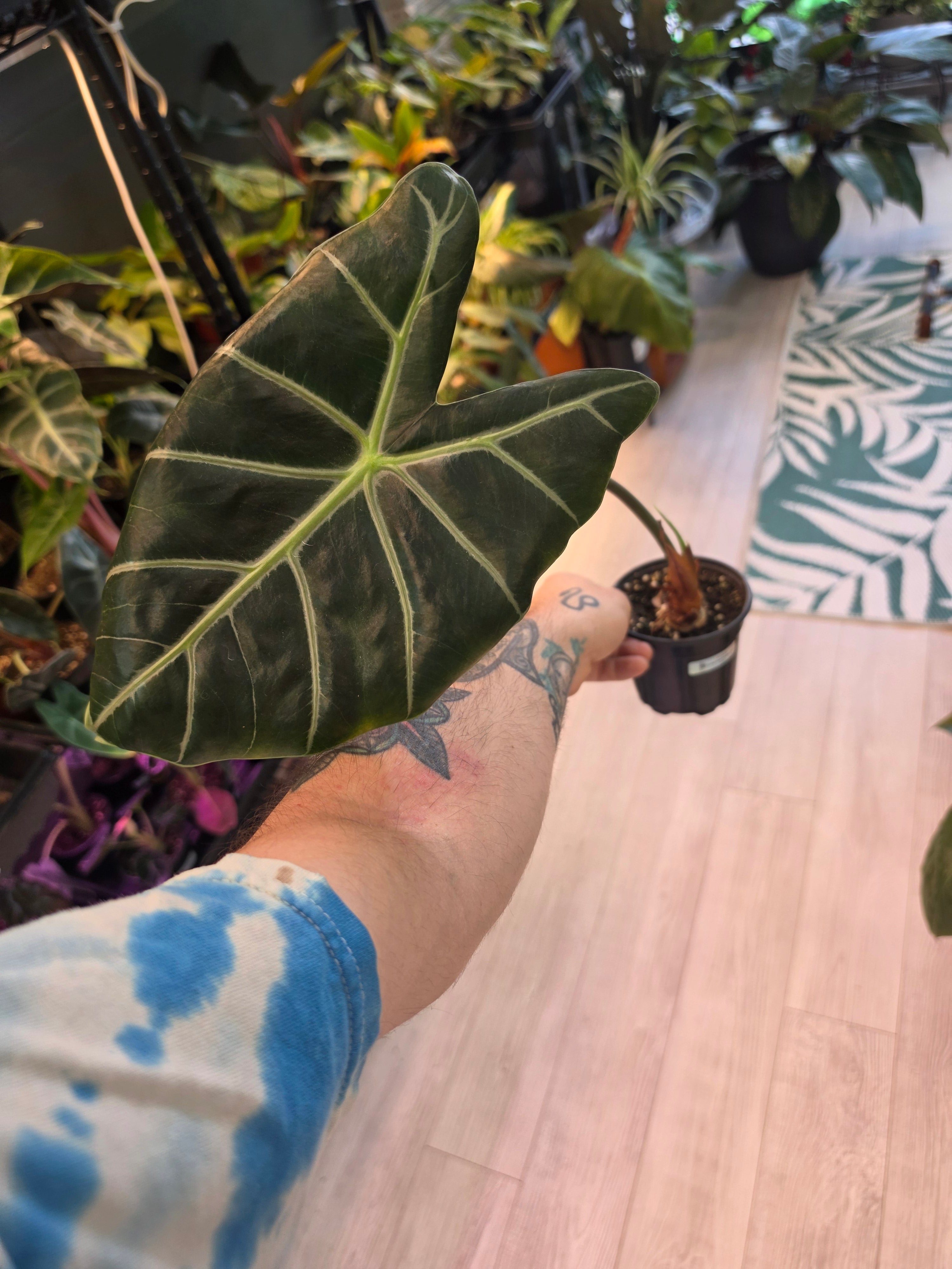 Alocasia Longiloba Purple Vein