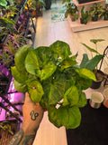 Syngonium No ID