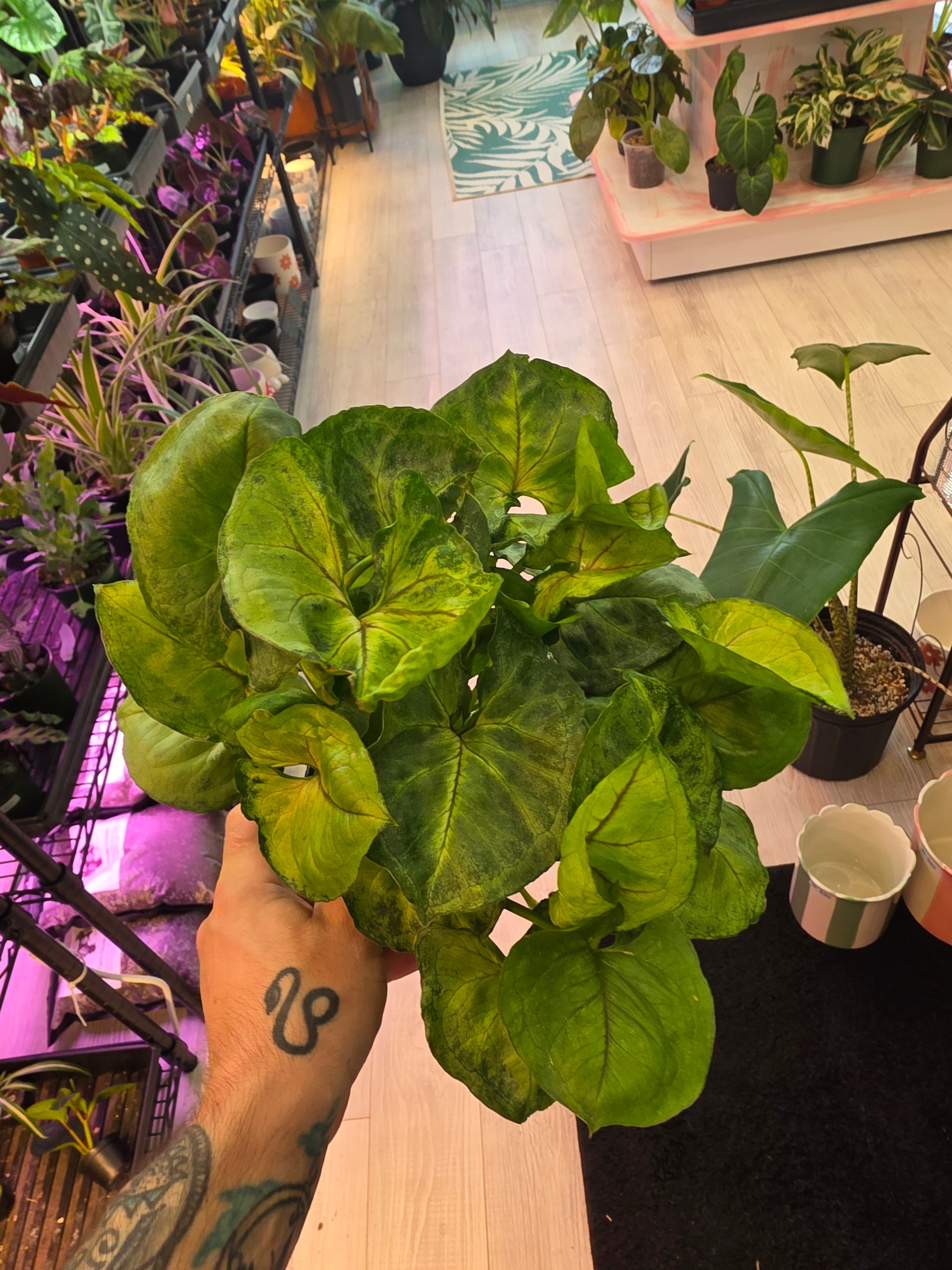 Syngonium No ID