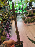Euphorbia Trigona Red