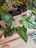 Alocasia Lutea