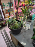 Succulent Basket