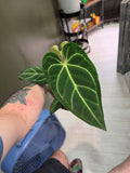 Anthurium Regale