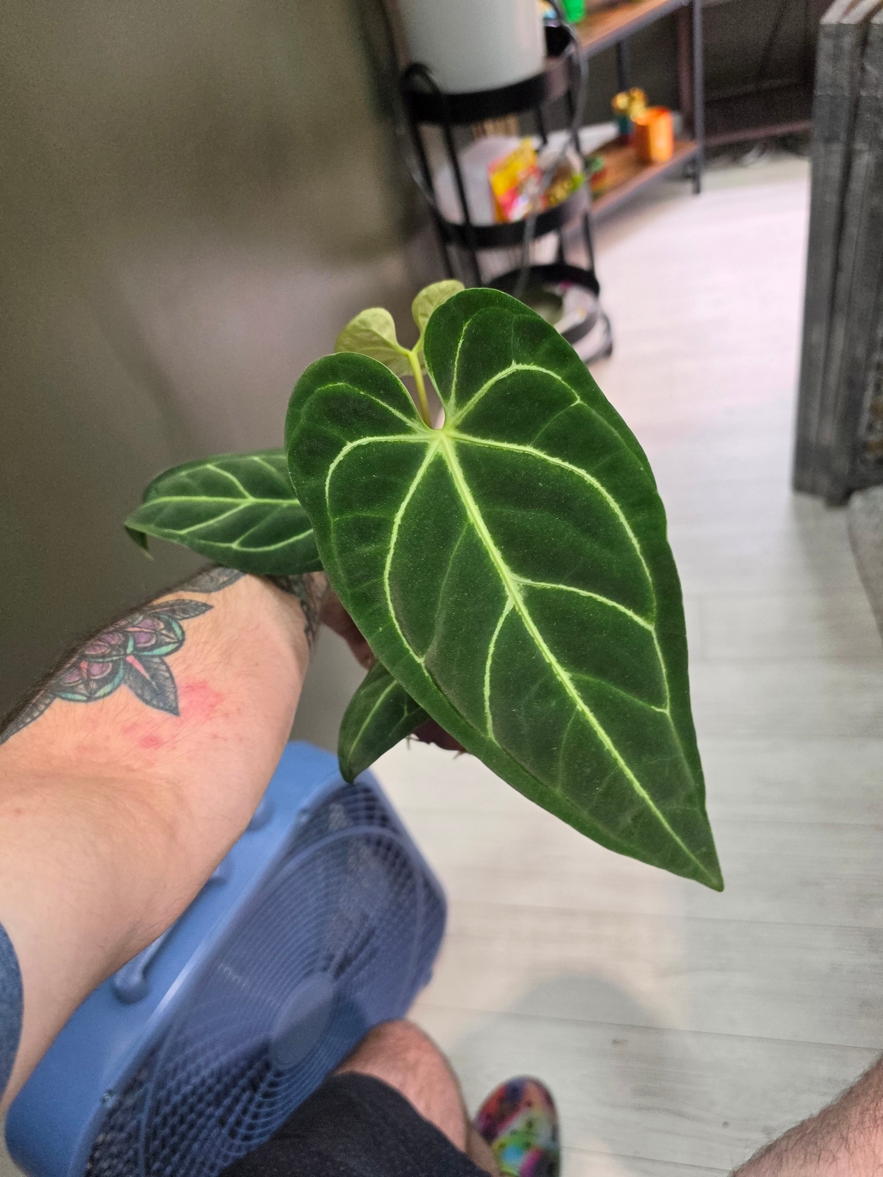Anthurium Regale