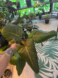 Philodendron Summer Glory