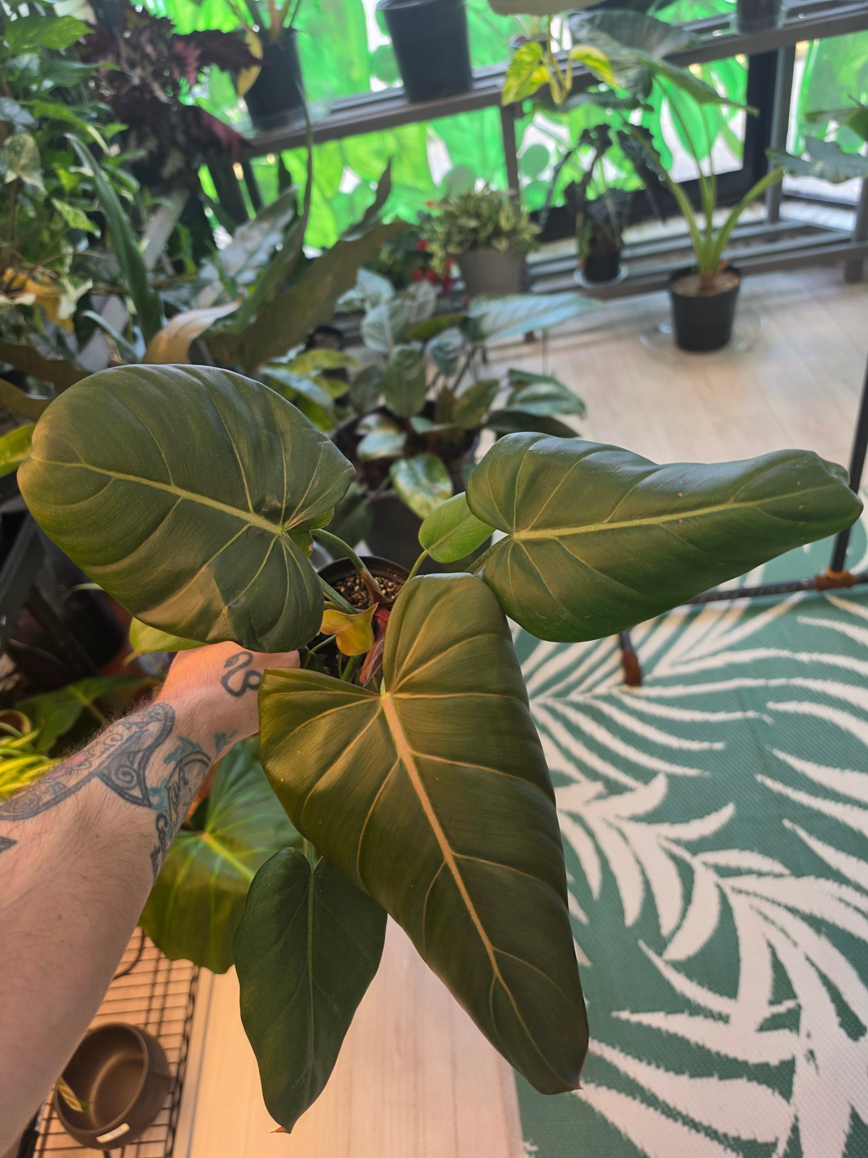 Philodendron Summer Glory