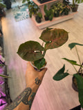 Syngonium Strawberry Ice