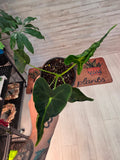 Alocasia Frydek Tattoo