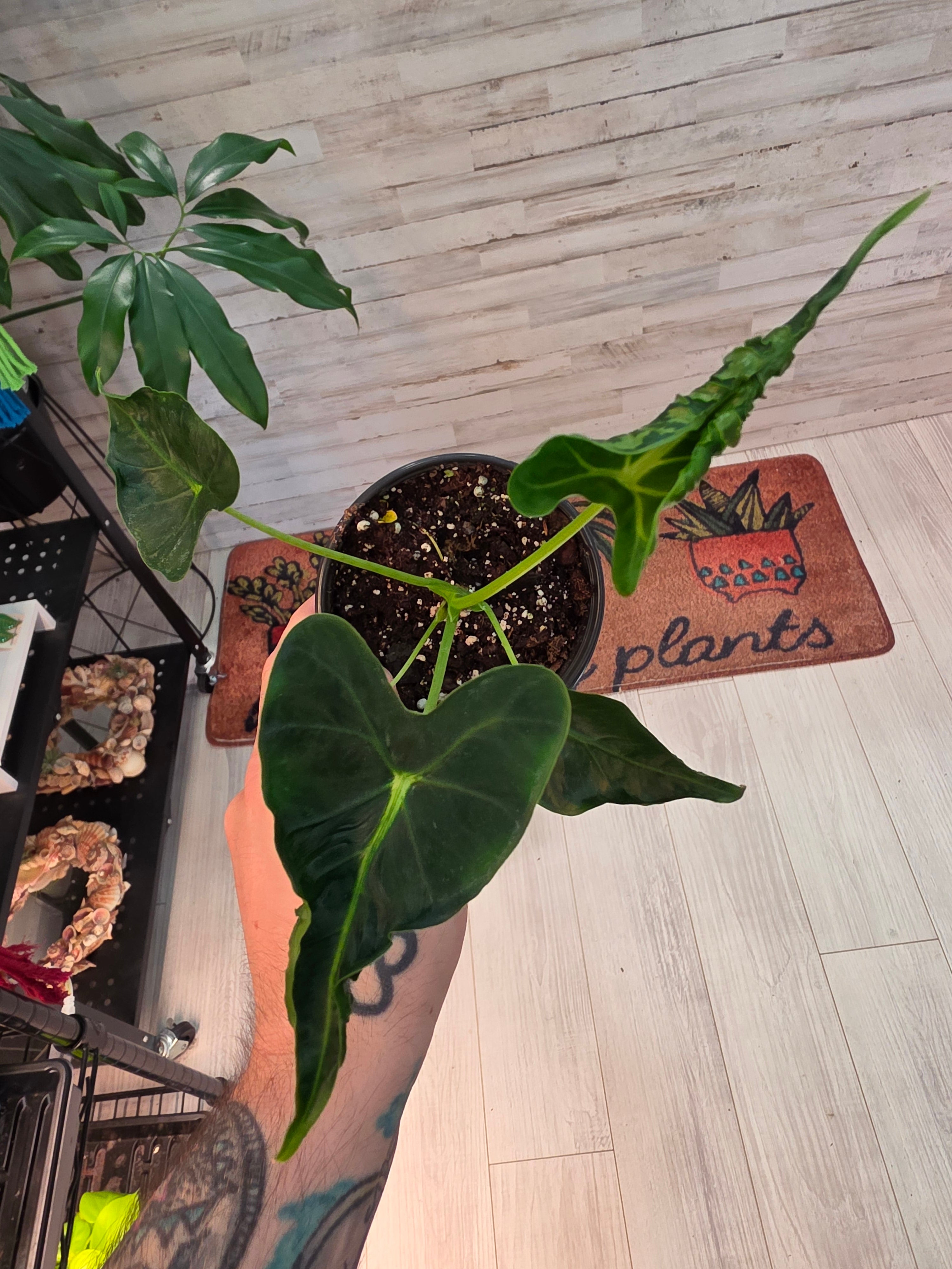 Alocasia Frydek Tattoo