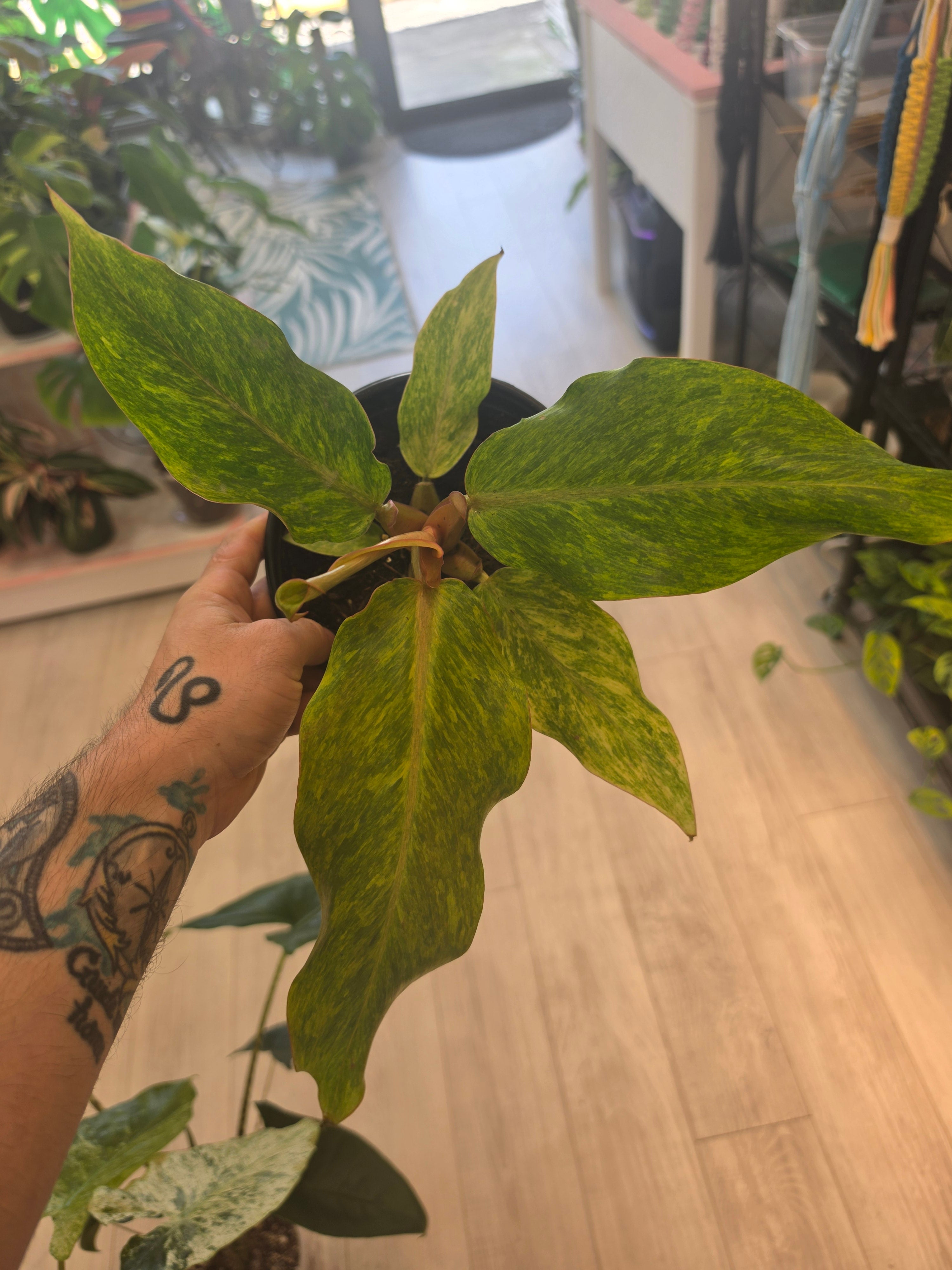 Philodendron Orange Marmalade