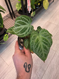 Anthurium Silver Blush Mint