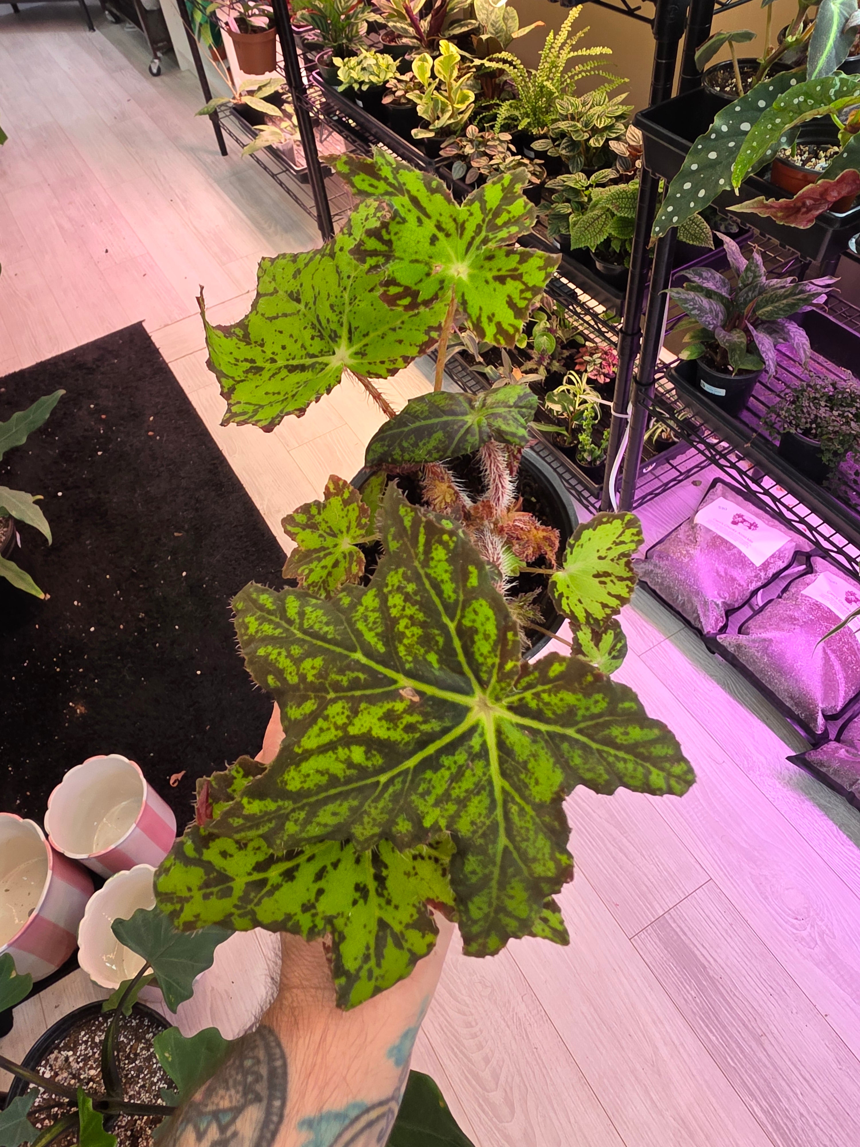 Begonia Geometry