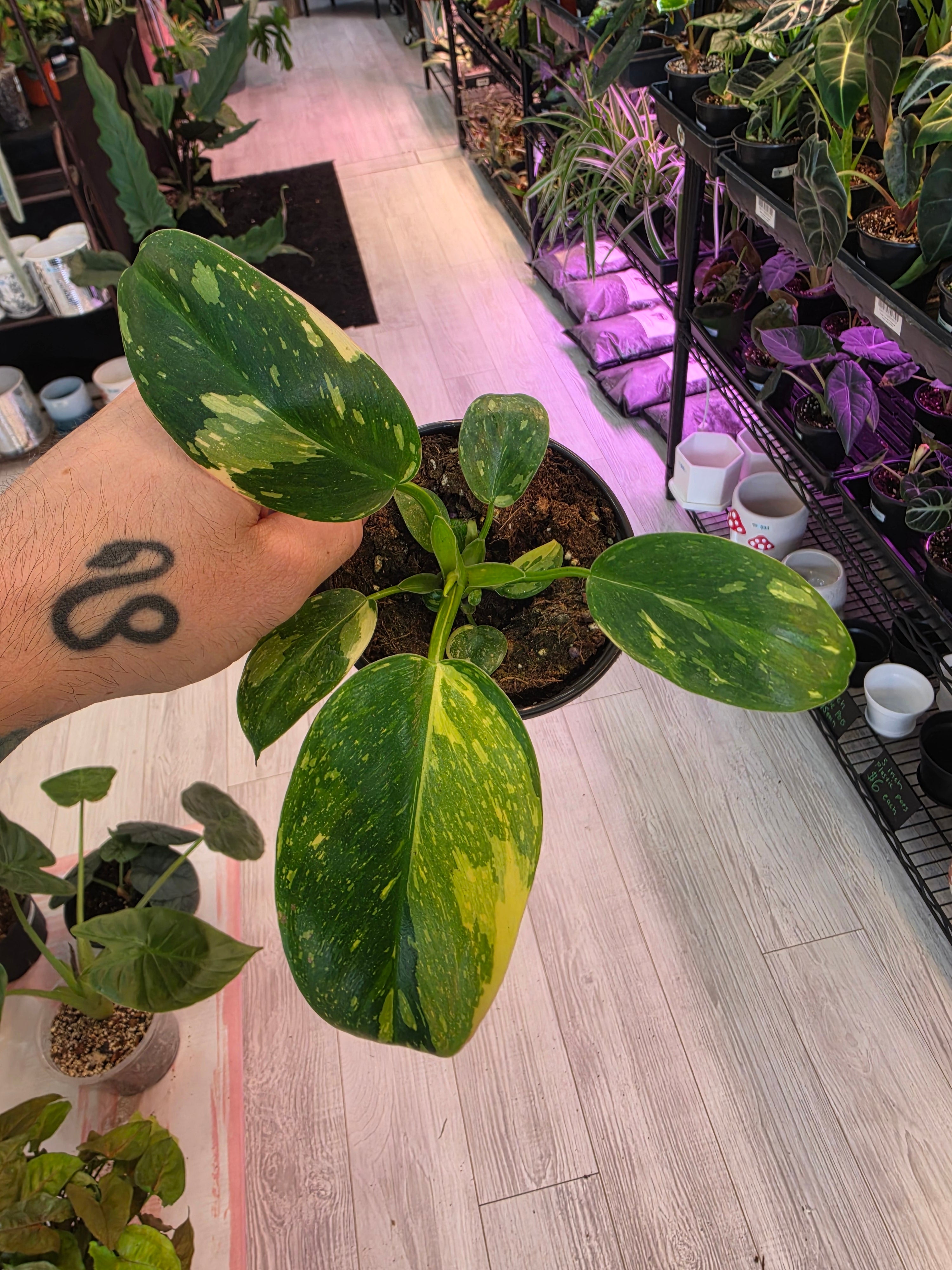 Philodendron Green Congo Nuclear